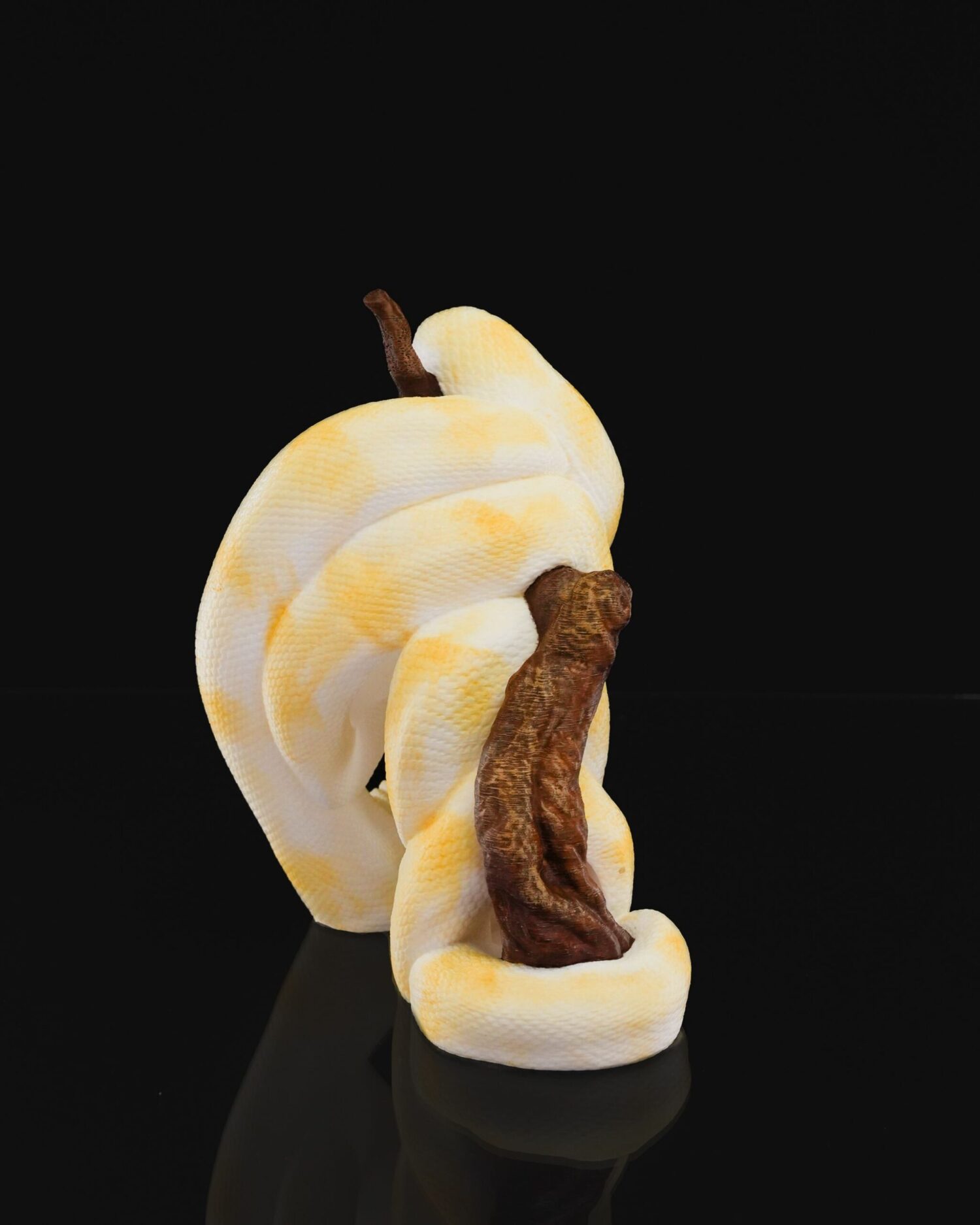 Stojan Ball python - Image 5