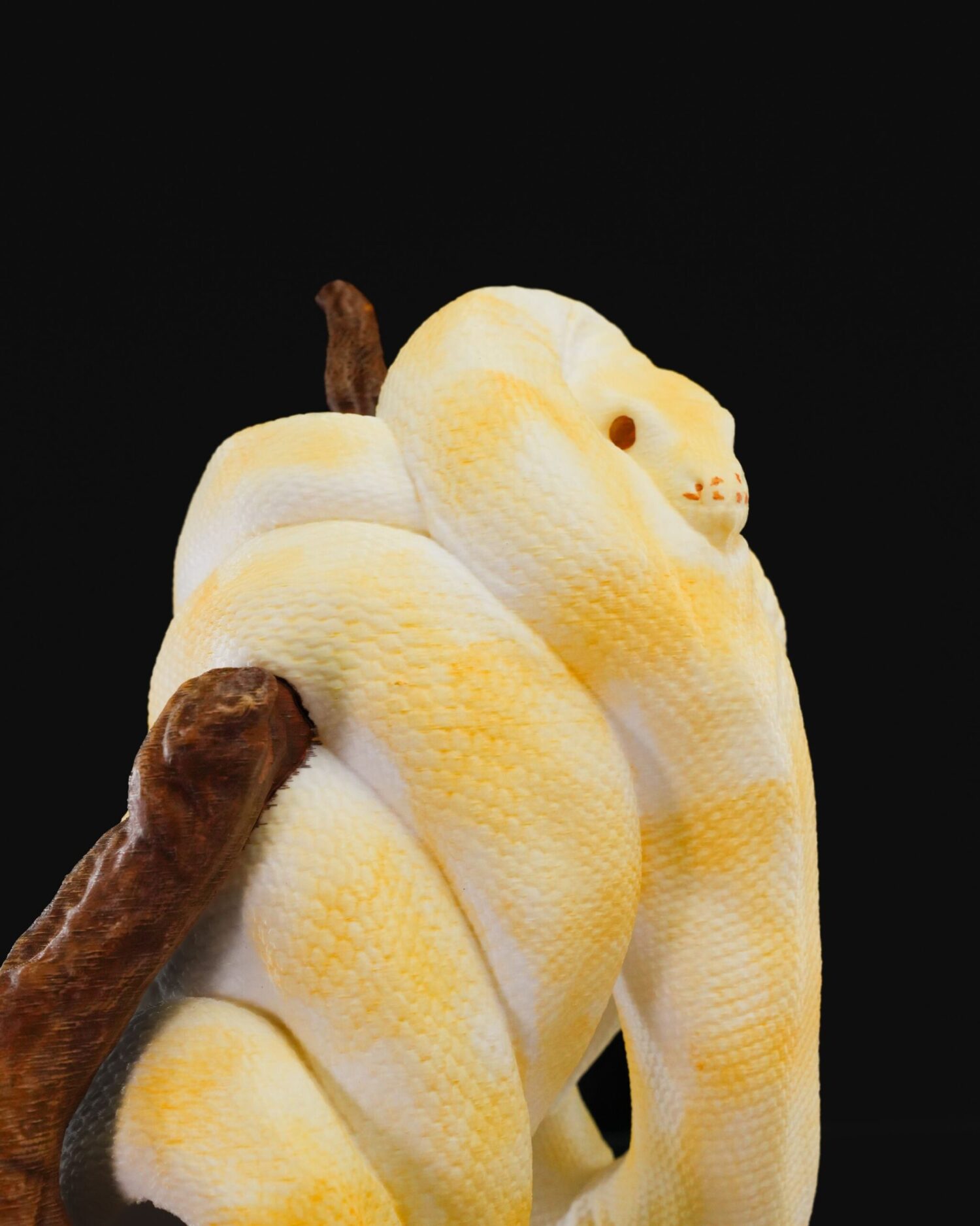 Stojan Ball python - Image 4